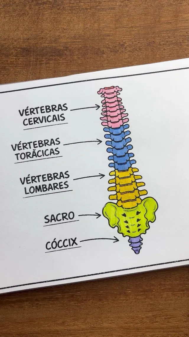 A mesma ilustração da coluna vertebral depois de colorida a lápis, com cada grupo de vértebras em uma cor