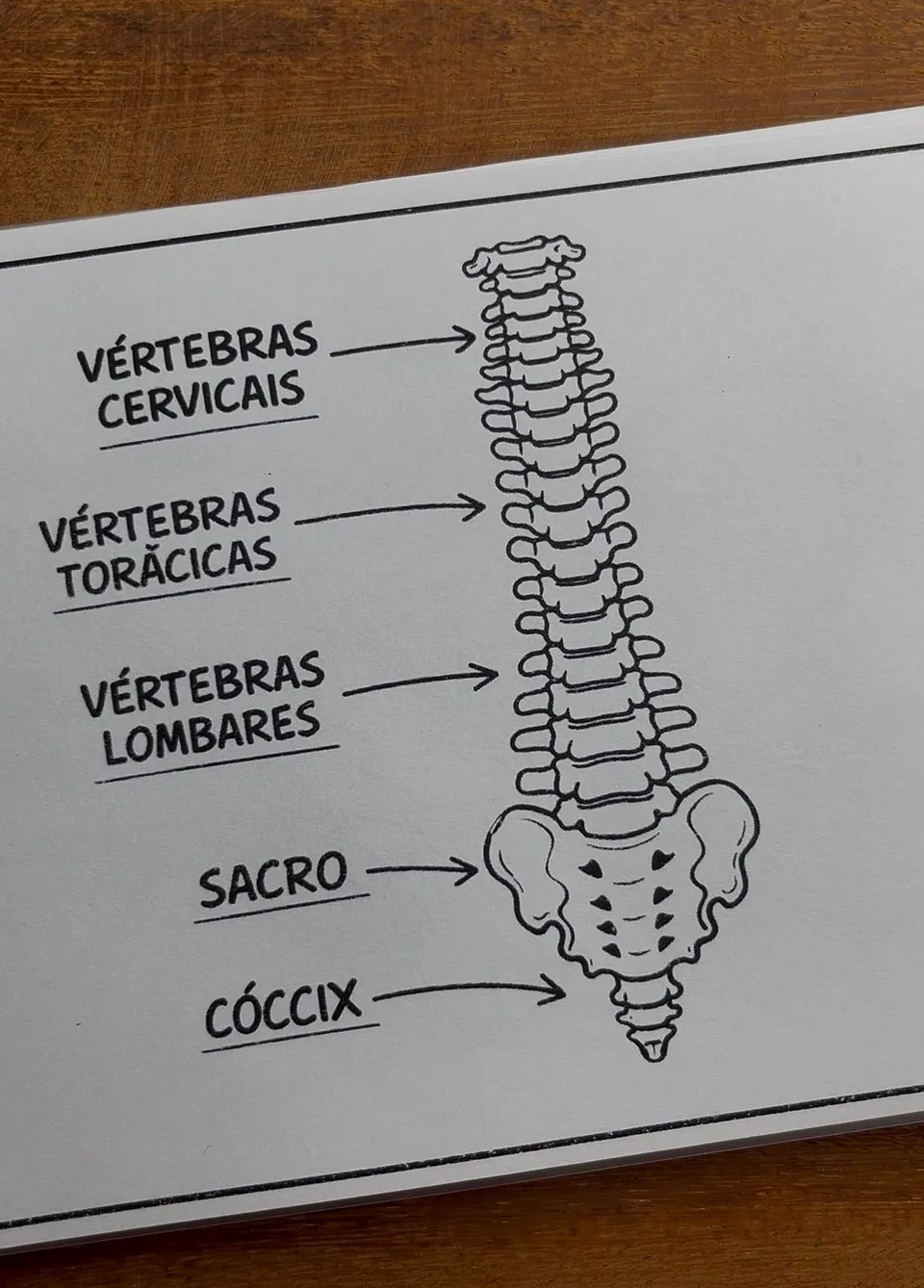 Ilustração impressa da coluna vertebral em traço preto sobre a mesa, com vértebras cervicais, torácicas, lombares, sacro e cóccix identificados