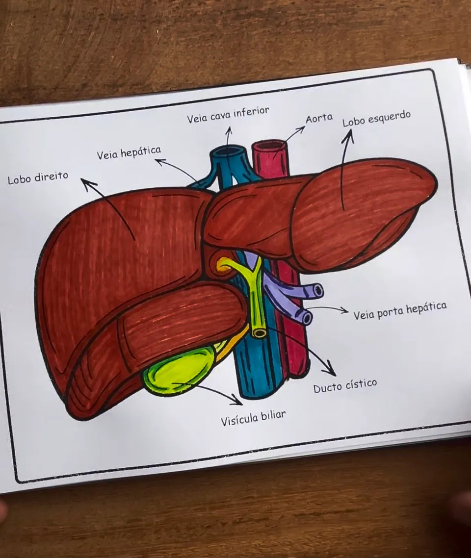 A mesma ilustração do fígado depois de colorida, com o parênquima em vermelho, as veias em azul, a aorta em vinho e a vesícula em verde
