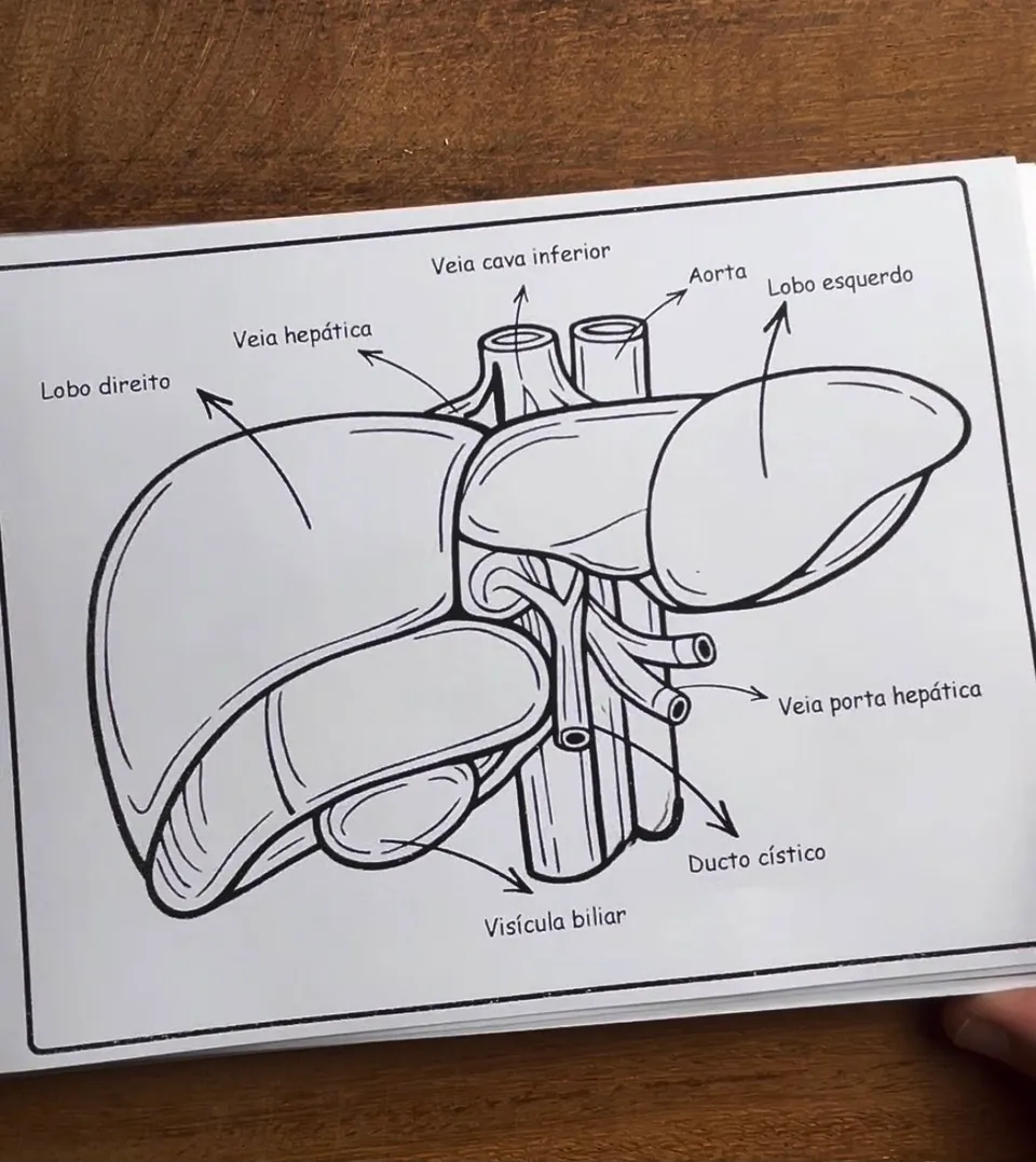 Ilustração impressa do fígado em traço preto, com lobo direito e esquerdo, veia cava inferior, aorta, veia hepática, veia porta hepática, vesícula biliar e ducto cístico identificados
