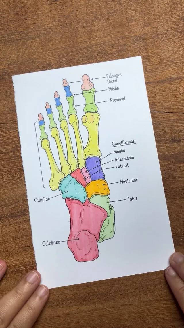 A mesma ilustração dos ossos do pé depois de colorida a lápis, com cada osso em uma cor diferente