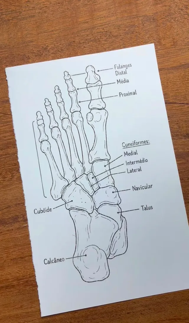Ilustração impressa dos ossos do pé em traço preto, com calcâneo, tálus, navicular, cuboide, cuneiformes, metatarsos e falanges identificados