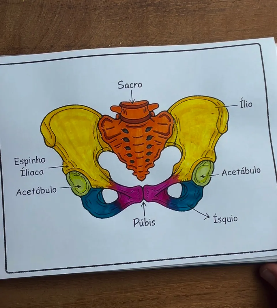 A mesma ilustração da cintura pélvica depois de colorida, com cada osso do quadril em uma cor