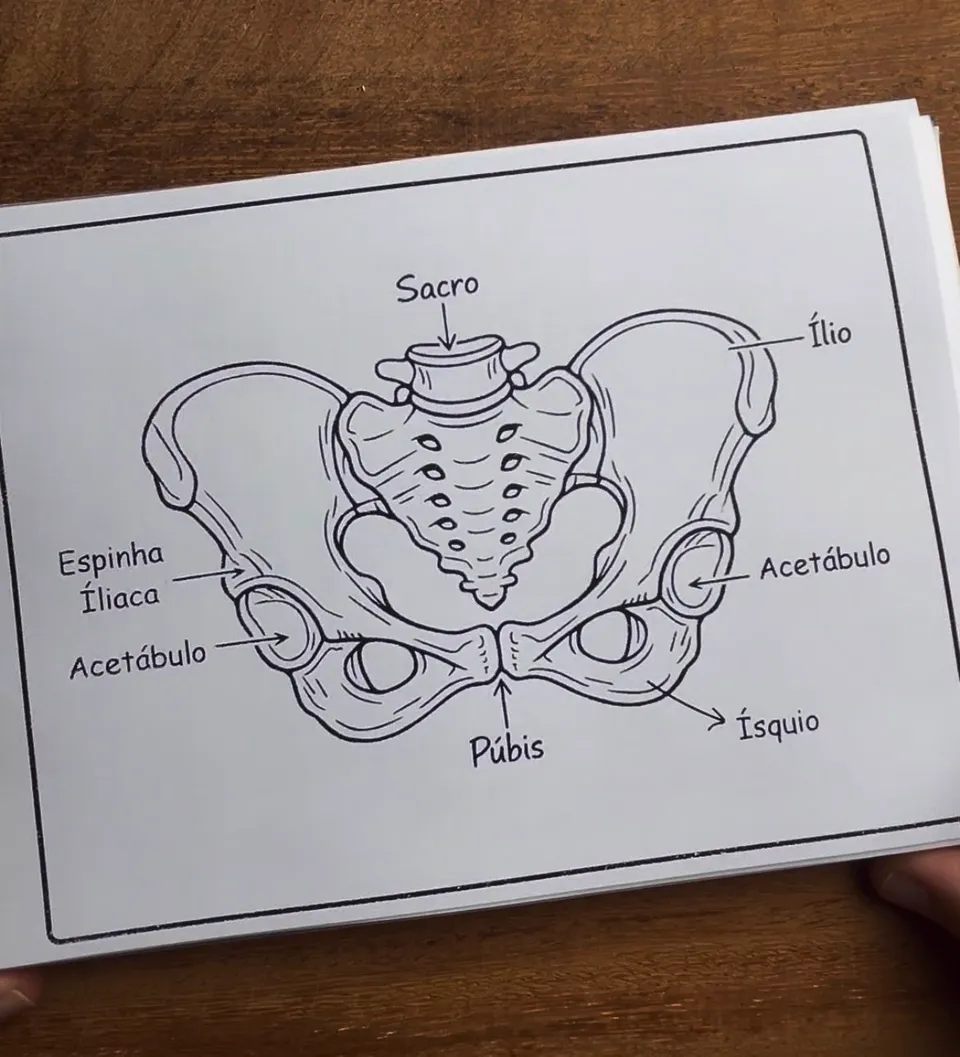 Ilustração impressa da cintura pélvica em traço preto, com sacro, ílio, ísquio, púbis, acetábulo e espinha ilíaca identificados